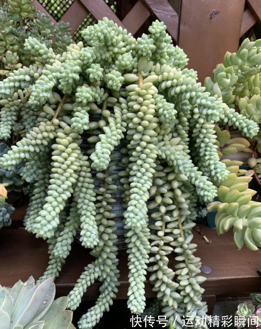 十几年的多肉“妖精”,自然老桩头,造型太美