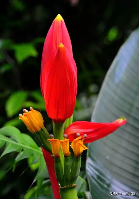 教程@图文教程——芭蕉画法