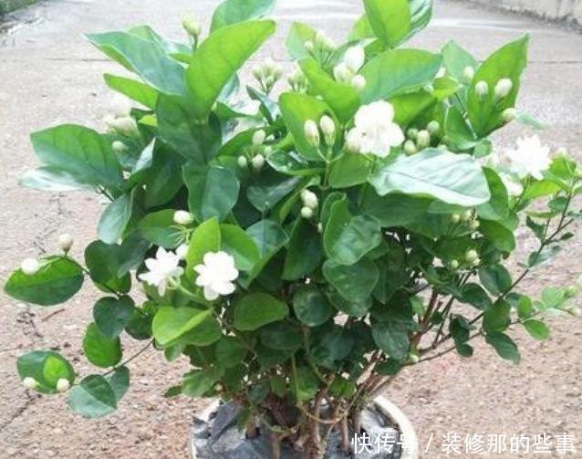 4种花喜欢晒太阳,花朵大花期长,开花红红火火,旺财又旺运!