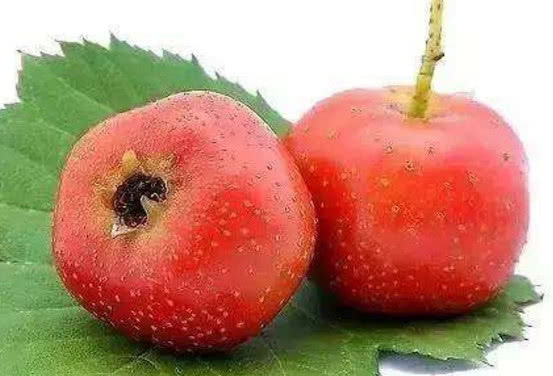 清肠|一物和山楂是绝配,是“天然减肥药”,清肠排毒,大肚腩慢慢消失