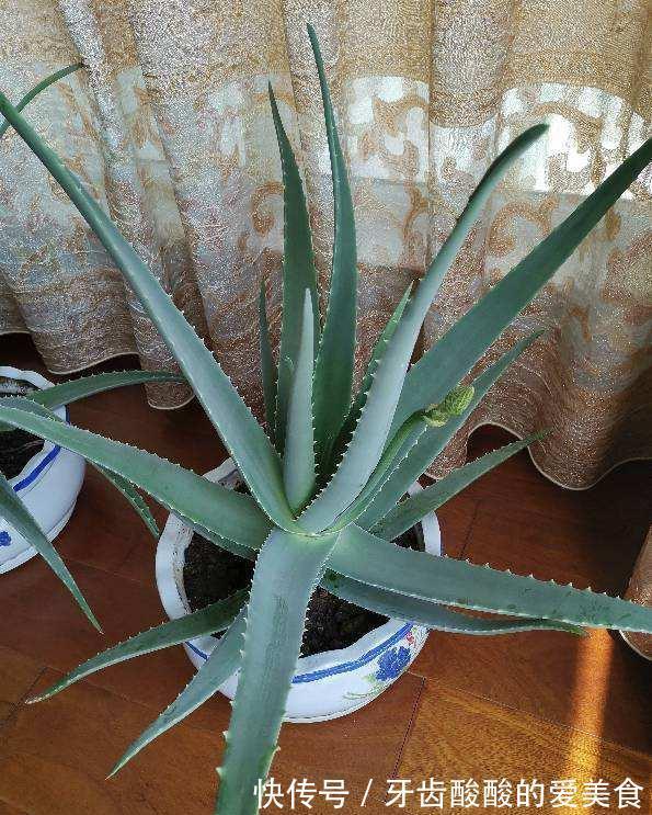 芦荟|6种“女人花”能吃又好闻,采花泡茶养容颜,女人养花,花养美女