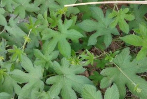 女性|女性可以多吃3种食物，补充营养、延缓衰老，身体棒棒哒！