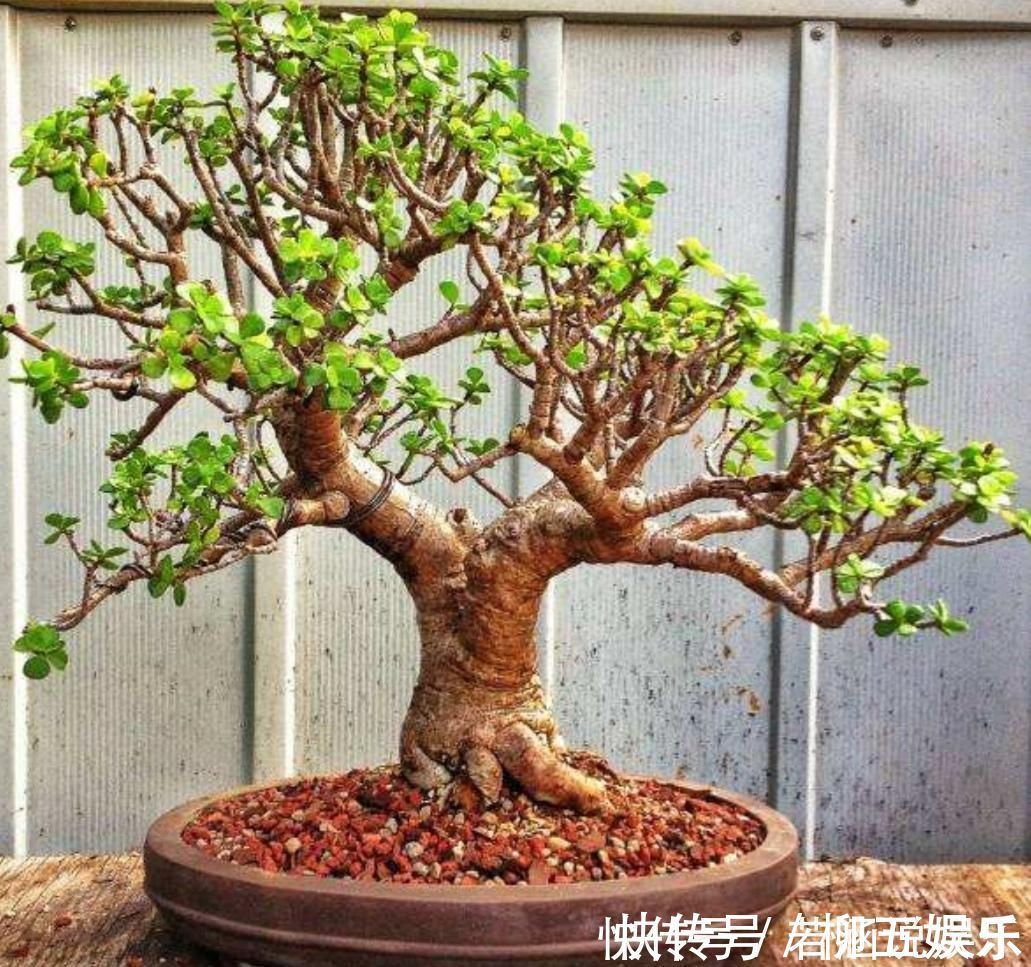 枝条|养金枝玉叶盆景,要舍得修剪枝条,株型才能越来越美观