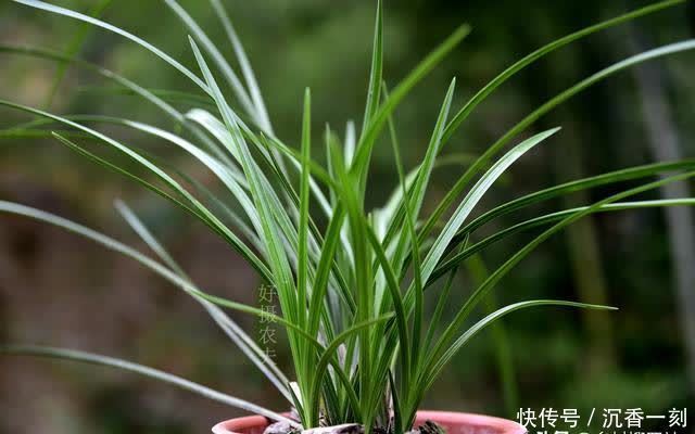 夏天|夏天如何管理兰花,才能确保不会烂根?这3点非常重要