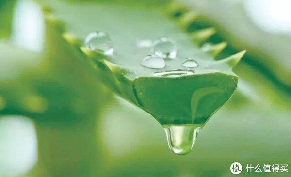 夏季|防蚊篇一：赶走夏天最烦人的生物-，让我们来个夏季防蚊大作战！