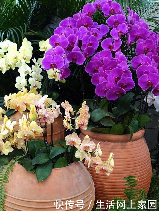 6种人“不适合”养花,买了花也“活不久”,浪费钱!