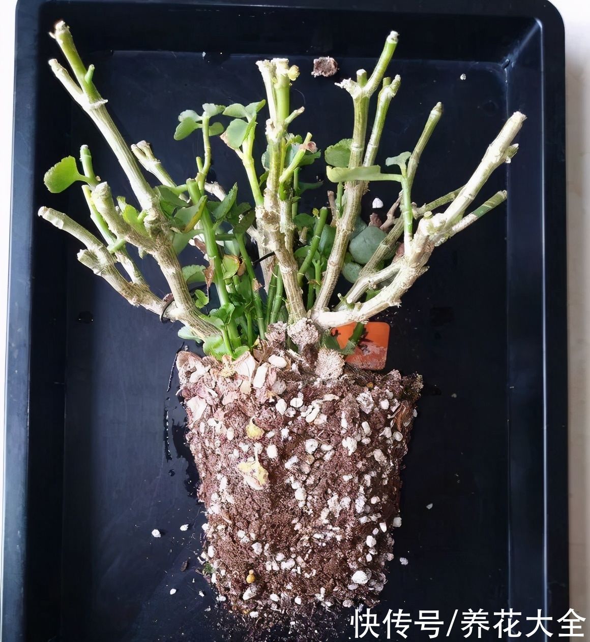 君子兰开完，会有3个“后遗症”，一定要重视