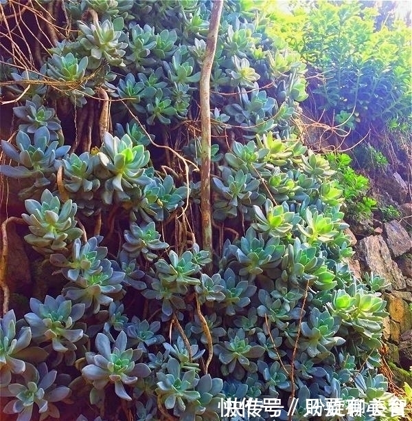 养多肉,别花大价钱买贵的,6种能养成花墙的大普货才是真香