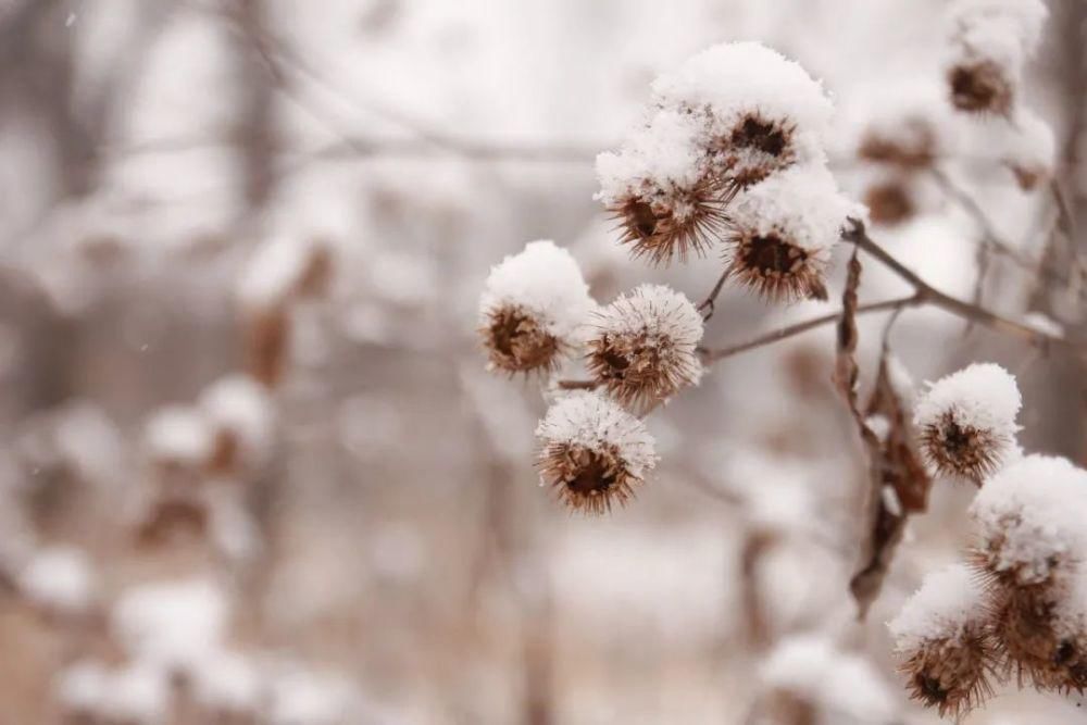  音乐|大雪时节：听10首雪的音乐，温暖你的心田