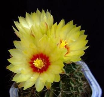 管理仙人球,三个季节的肥水供应很重要,肥水跟上了,开花不断