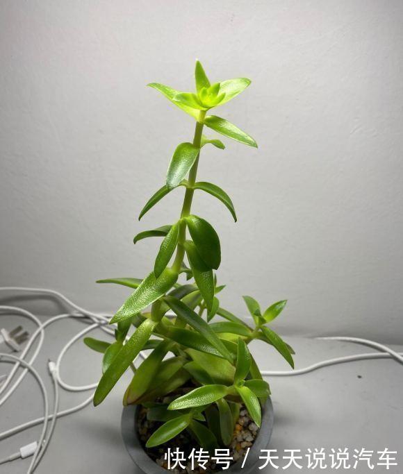 多肉徒长很好解决,照这几种方式来,状态差一点,至少不徒长