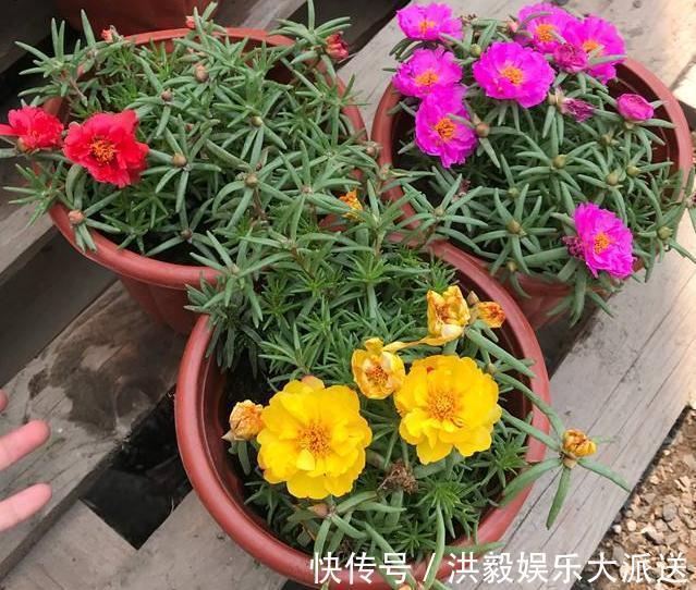 养花|家里“3种花”最怕潮，哪里干燥就放哪，才能一年四季“花儿旺”