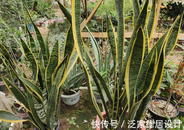 根系|想让虎皮兰爆崽,避开“这三怕”,次月咕噜冒芽穗,还能开小黄花