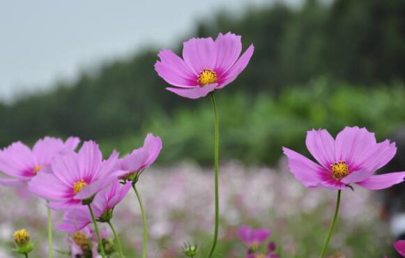 百里香|喜欢养花，就养这几款，随手剪剪，花开一波接一波，超美