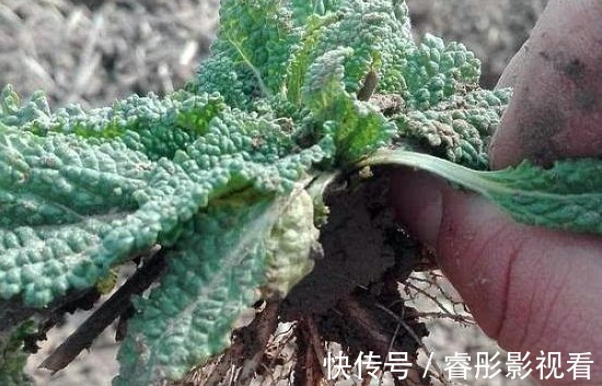 猪婆菜|被误解最深的野菜，叶子长满疙瘩却价值珍贵，炒鸡蛋是一绝