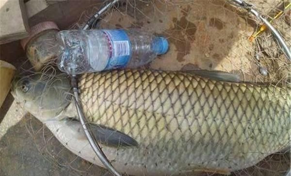 钓中大鱼后有3忌,把握不当则容易脱钩跑鱼,钓鱼人请记牢