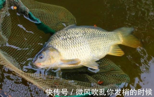 打窝器|这样打窝钓鲫鱼,一会就发窝,下竿就中鱼,到天黑都停不下来