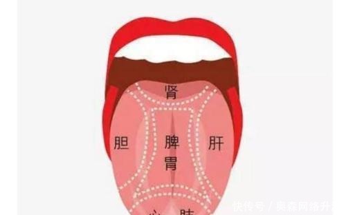 舌苔变得“肥厚”,是暗示身体出了什么问题吗?该如何调理?