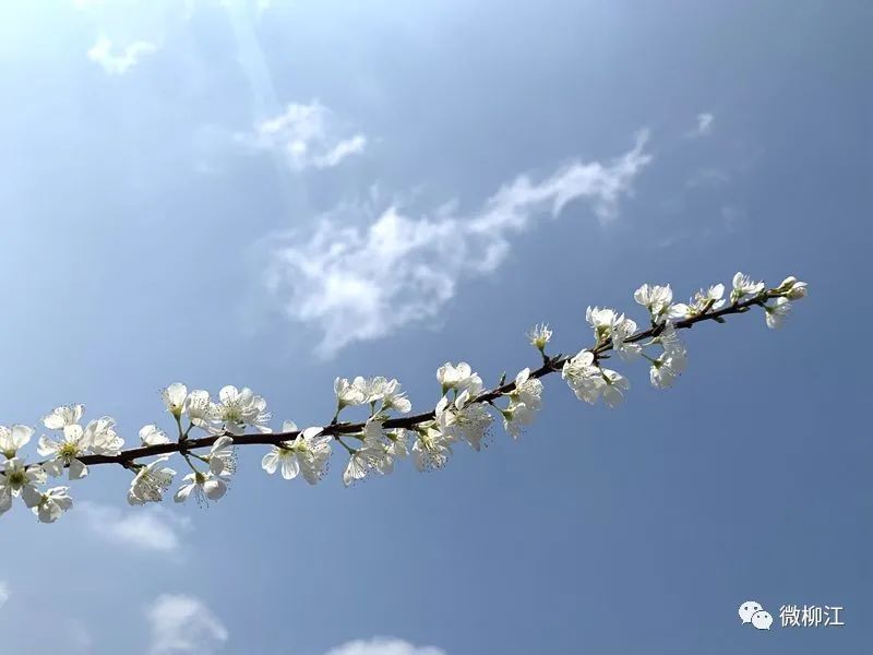 当今世界|速来！打卡柳江新“雪海”，惊艳你的朋友圈