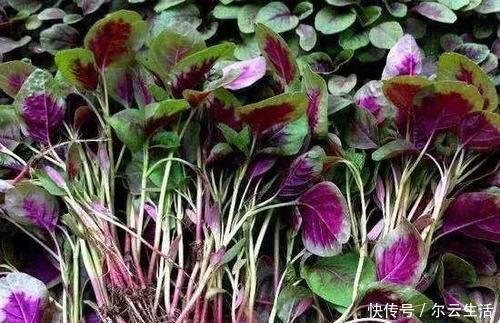 很好吃|中国农村最好吃的野菜,全吃过的人不多,你能准确叫出名字吗?