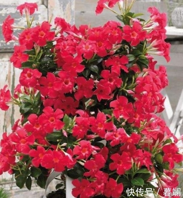 养花就养这几款,全年开花不停,鲜艳夺目,花朵美艳迷人
