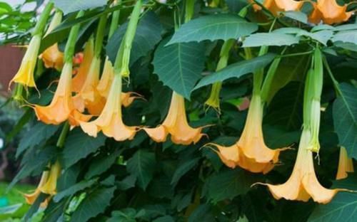 农村常见的2种植物，原来毒性那么强，以后见了要躲开