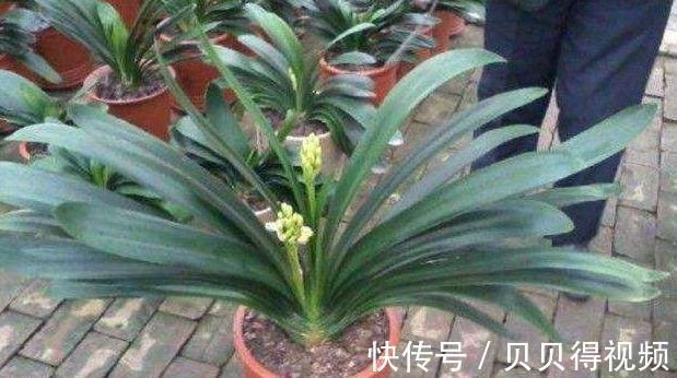 吃剩的橘子皮别乱扔，拿来养花有5大好处，此些你都知道吗