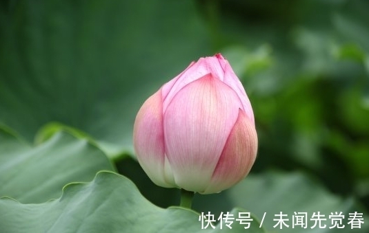 属相|进入8月中旬，4属相吉星傍身，桃花大旺，日子红红火火