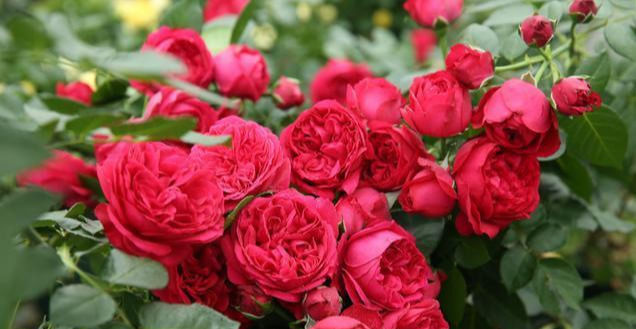 月季|全年开花，花美又香甜，花量巨大，好养的盆栽，耐寒耐热不生病