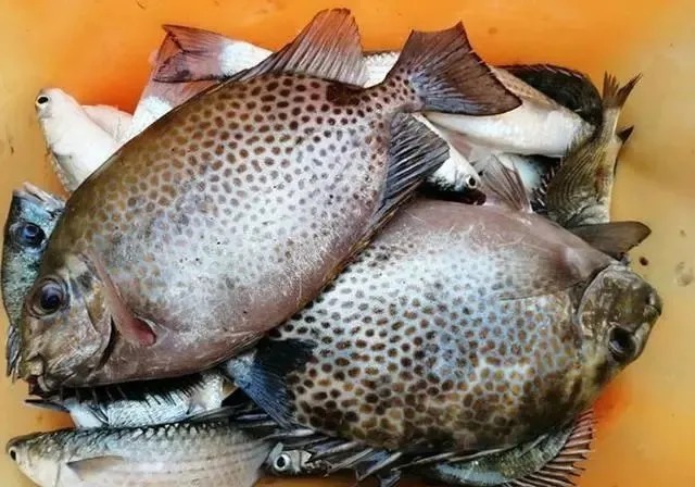 饵料搭配,看似无所谓,实则对渔获影响非常明显,一定要记牢!