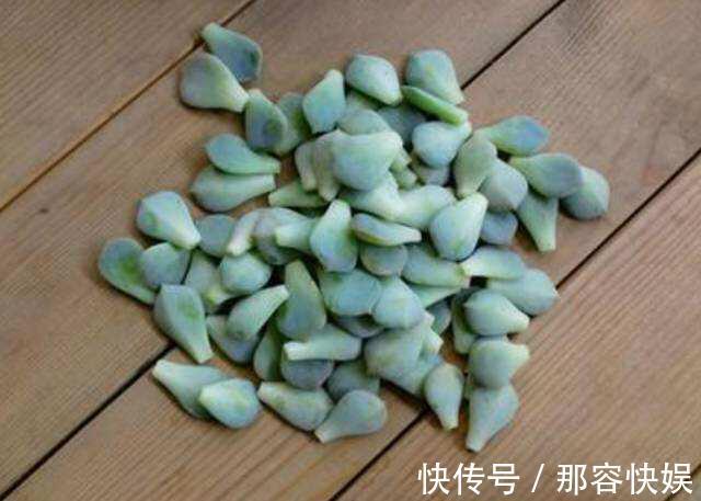 多肉叶插，记住3个小诀窍，生根发芽快，一棵变10棵，一盆变多盆