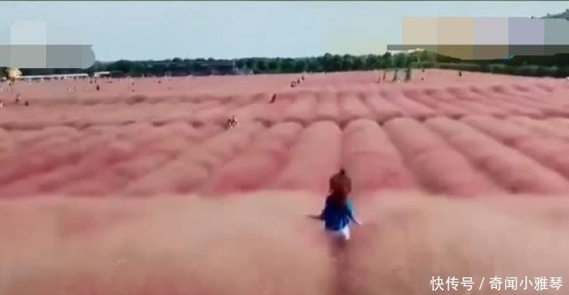 老年|网红花海仅仅维持了三天, 被踩成烂草地, 负责人: 种了3年撑3天