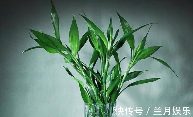 叶片|如果不到万不得已,这3种花过年“不要买”,年后买,省钱又好养