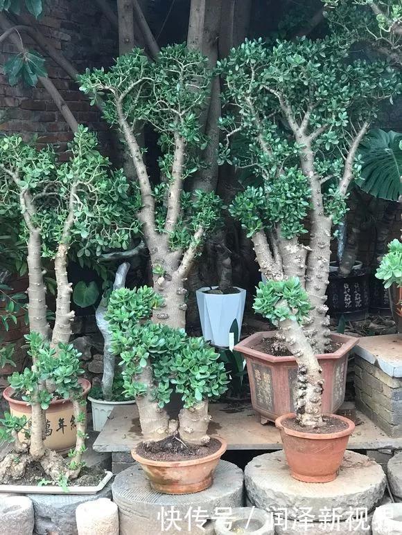 烂根|20年的玉树,10年的芦荟,枝干“胳膊粗”,是这样养成的