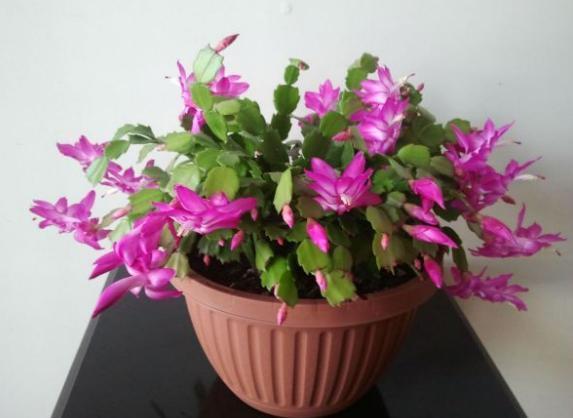 开花期|养殖蟹爪兰,做好4点,冬日开花叶子比花多