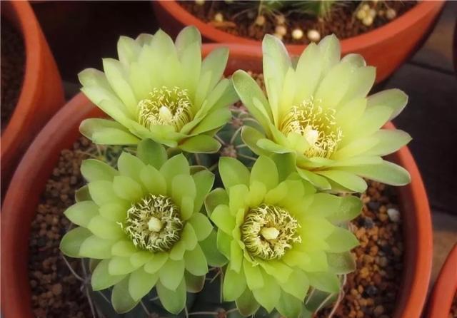 这花有个大肚子,里面全是水,1个月不浇照样活