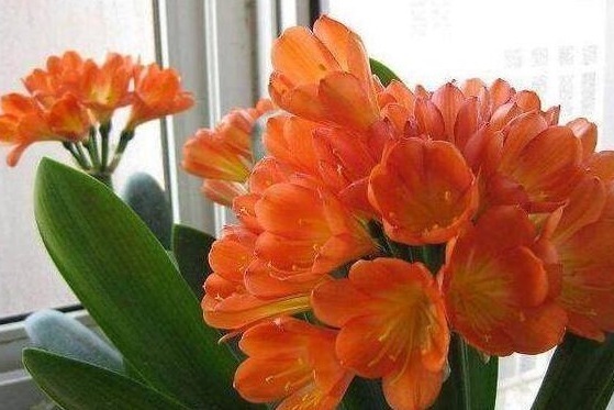 肥沃|老婆自制“最强肥料”,在“君子兰”盆里加一坨,开花开不停!