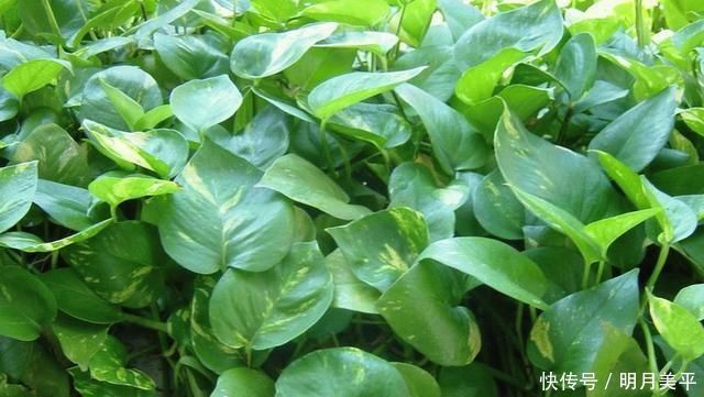 这3种花最爱“吃醋”,1月1斤醋,叶片翠绿“长疯了”