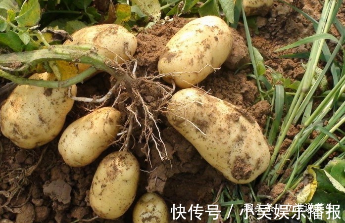 通便|长寿老人爱吃的此种食物，通便排毒、提高免疫力，早知早受益