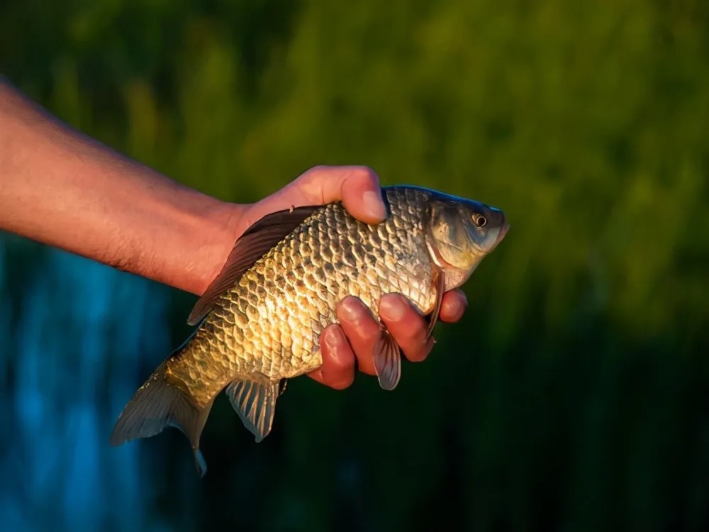 蚯蚓钓鱼这样加工,诱钓效果起码翻一倍