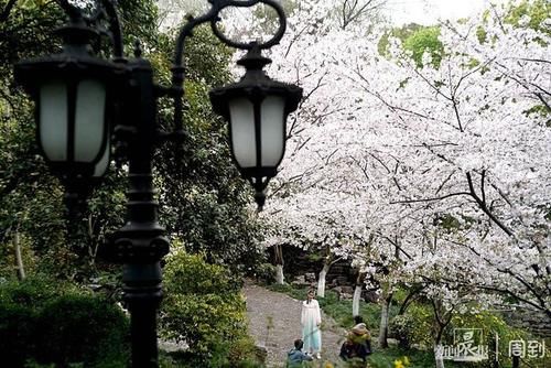 晨镜头|又是一年樱花季，赶紧来鲁迅公园邂逅一场樱花雨 | a5200