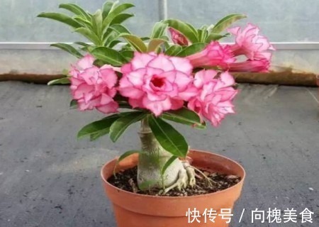 花花|沙漠玫瑰不难养，15天冒新芽，年年都开花！