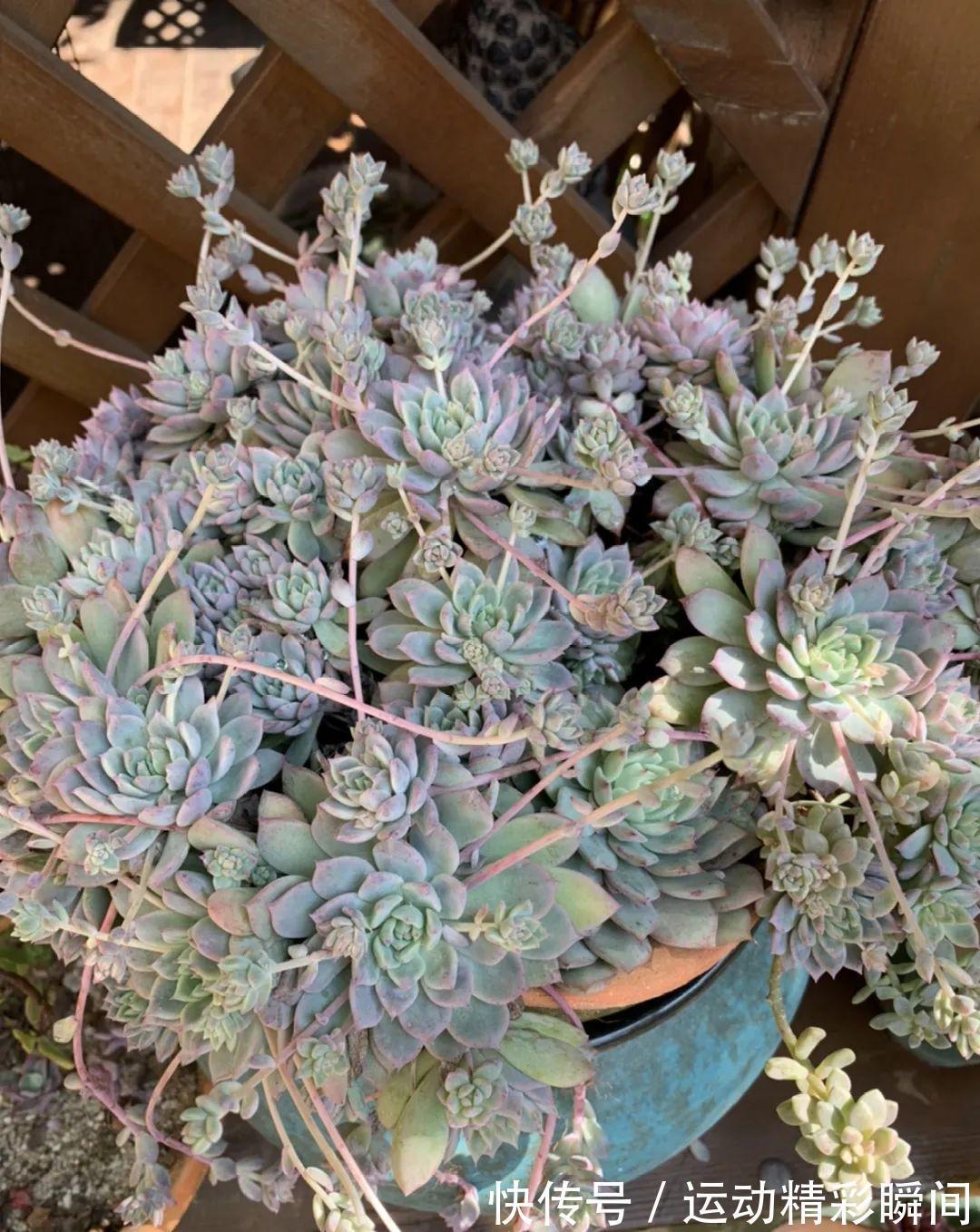 十几年的多肉“妖精”,自然老桩头,造型太美