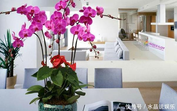 秋冬时节想赏花，就在家养盆蝴蝶兰，3点技巧让它突突冒花