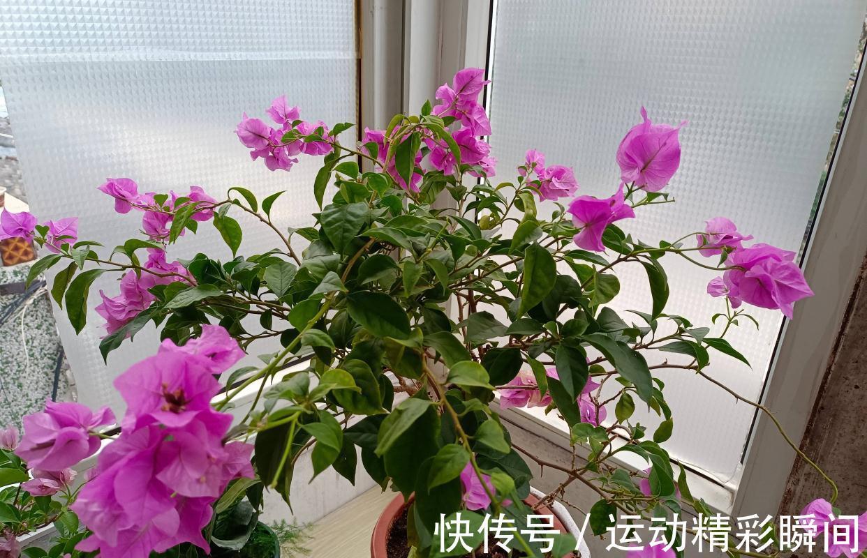 阳台种3种花，一年至少开三个季节，花量大颜色美花期长很绚烂