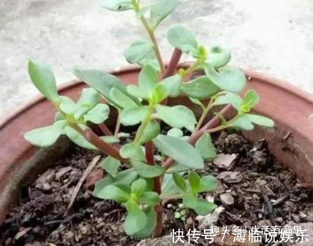 白发|2种盆栽再丑，也要养在家里！不仅吸甲醛，还让白发“乌黑”发亮