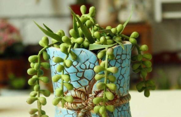 虹之玉|3种多肉,天热少浇水,养护成“老桩”,欣赏价值高