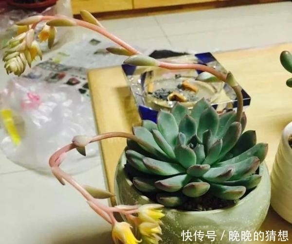  多肉小菜虫：十几个头的多肉，竟被玄灰蝶吃“空”了！