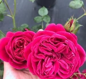 月季花|此款月季花,被称作“香香公主”,花朵大花型美,值得拥有!