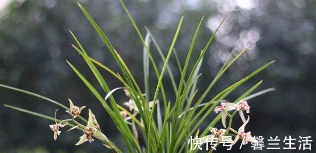 风化石|老爸用这个植料养兰,呼呼冒出大白根,又壮又多